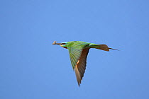Blue cheeked bee eater {Merops persicus} in flight with insect in beak, Sohar, Oman