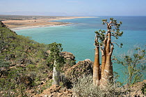 Cucumber trees {Dendrosicyos socotrana} on coast near Hadibo, Socotra, Yemen