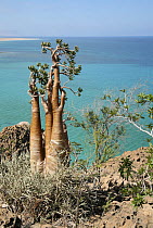 Cucumber tree {Dendrosicyos socotrana} on coast near Hadibo, Socotra, Yemen