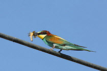 European bee eater {Merops apiaster} on wire with large insect in beak, Sohar, Oman