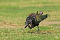 Glossy ibis {Plegadis falcinellus} feeding and displaying, Dubai, UAE