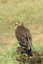 Imperial eagle {Aquila heliaca} juvenile perched, Wadi Darbat, Oman