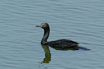 Indian shag / cormorant {Phalacrocorax fuscicollis} on water, Tamil Nadu, India