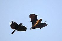 Indian flying fox {Pteropus gigantea} in flight, chased by House Crow {Corvus splendens}, Tamil Nadu, India