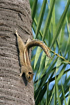 Indian palm squirrel {Funambulus palmarum} on trunk of palm, Tamil Nadu, India