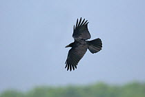 Jungle crow {Corvus macrorhynchos levaillantii} in flight, Tamil Nadu, India
