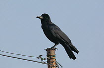 Jungle crow {Corvus macrorhynchos levaillantii} perched on post, Tamil Nadu, India