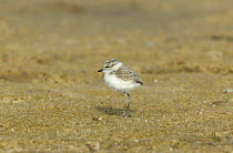 Kentish plover {Charadrius alexandrinus} chick, Socotra, Yemen