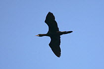 Little / Javanese cormorant {Microcarbo niger} in flight, Tamil Nadu, India
