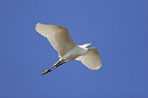 Little egret {Egretta garzetta} in flight, Tamil Nadu, India