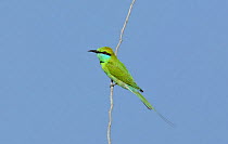 Little green bee-eater {Merops orientalis orientalis} perched, Tamil Nadu, India