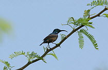 Loten's sunbird {Nectarinia lotenia} male on branch, Tamil Nadu, India