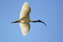 Oriental ibis {Threskiornis melanocephalus} in flight, Tamil Nadu, India