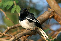 Oriental magpie robin {Copsychus saularis} male, perched, Tamil Nadu, India