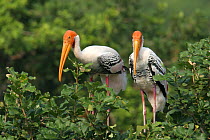 Painted stork {Mycteria leucocephala} pair perched in tree, Tamil Nadu, India