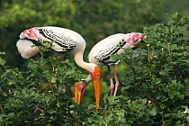 Painted stork {Mycteria leucocephala} pair at nest in tree, Tamil Nadu, India