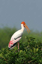 Painted stork {Mycteria leucocephala} perched in tree, Tamil Nadu, India