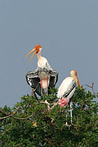 Painted stork {Mycteria leucocephala} pair perched in tree, one sunning, Tamil Nadu, India