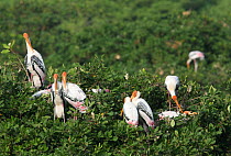 Painted stork {Mycteria leucocephala} breeding colony, Tamil Nadu, India