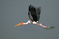 Painted stork {Mycteria leucocephala} in flight, touching water, Tamil Nadu, India