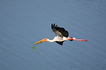 Painted stork {Mycteria leucocephala} in flight, carrying nest material in beak, Tamil Nadu, India