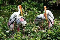 Painted stork {Mycteria leucocephala} breeding colony, two pairs in tree, Tamil Nadu, India