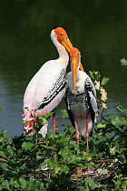 Painted stork {Mycteria leucocephala} pair on nest, Tamil Nadu, India