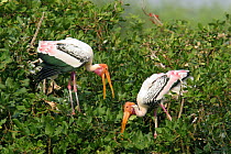 Painted stork {Mycteria leucocephala} pair in tree at breeding colony, Tamil Nadu, India