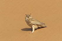 Pharaoh / Savigny's eagle owl {Bubo ascalaphus} male in sand dune, Sweihan, UAE