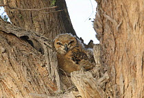 Pharaoh / Savigny's eagle owl {Bubo ascalaphus} large chick in tree, Sweihan, UAE