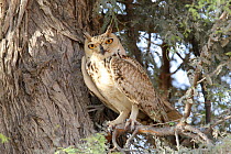 Pharaoh / Savigny's eagle owl {Bubo ascalaphus} male in tree, Sweihan, UAE