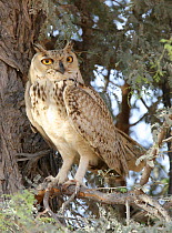 Pharaoh / Savigny's eagle owl {Bubo ascalaphus} male in tree, Sweihan, UAE