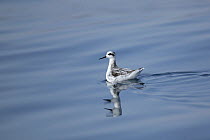Red necked / Northern phalarope {Phalaropus lobatus} on water, winter plumage, off Muscat, Oman