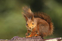 Red squirrel {Sciurus vulgaris} eating sunflower seeds from bird table, Vester Husby, Denmark
