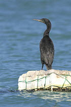 Socotra cormorant {Phalacrocorax nigrogularis} resting on buoy, Ras Al Khaimah, UAE