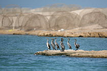 Socotra cormorant {Phalacrocorax nigrogularis} flock of juveniles in front of fishing equipment, Ras Al Khaimah, UAE