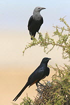 Somali starling {Onychognathus blythii} pair in bush, male (below) and female, Socotra, Yemen