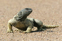 Spiny tailed lizard / Dhab {Uromastyx aegyptius microlepis} Sweihan, UAE