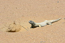Spiny tailed lizard / Dhab {Uromastyx aegyptius microlepis} at burrow entrance, Sweihan, UAE