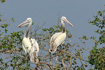 Spot billed pelican {Pelecanus philippensis} pair perched in tree, Tamil Nadu, India