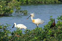 White /Eurasian spoonbill {Platalea leucorodia} pair with one in display, and Glossy ibis {Plegadis falcinellus} Tamil Nadu, India