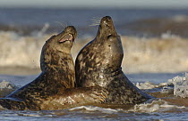 Grey seal {Halichoerus grypus} two adolescents play-fighting among the breaking waves, Lincolnshire, UK