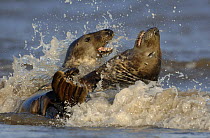 Grey seal {Halichoerus grypus} two adolescents play-fighting among the breaking waves, Lincolnshire, UK