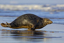 Grey seal {Halichoerus grypus} as an adult female bounds toward the sea she is momentarily raised off the ground on just its flippers. Lincolnshire, UK