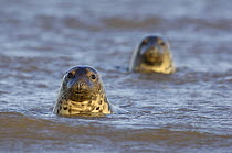 Grey seal {Halichoerus grypus} pair of adults watching from coastal shallows. Lincolnshire, UK