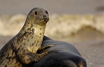 Grey seal {Halichoerus grypus} adult female rests on the larger body of an adult male. Lincolnshire, UK