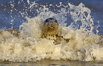 Grey seal {Halichoerus grypus} adult female among breaking waves. Lincolnshire, UK