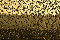 Knot {Calidris canutus} part of a large flock of approx 30,000 birds come in to land at dawn. Norfolk, UK