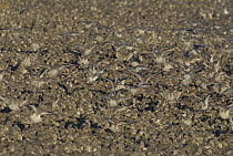 Knot {Calidris canutus} part of a large flock of approx 30,000 birds, a small group flies in to land amongst mass of birds already roosting on shingle bank. Norfolk, UK