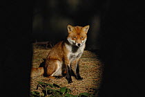 Red fox {Vulpes vulpes} adult sitting in a patch of sunlight in a pine forest., Lancashire, UK